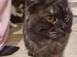 18 month boy maincoon for sale