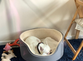 Dog