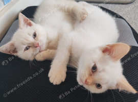 British shorthair kittens