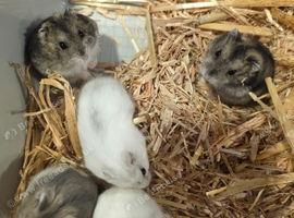Baby Russian draft hamster boys