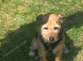 Sad sale of Bailey our much loved jackrussel