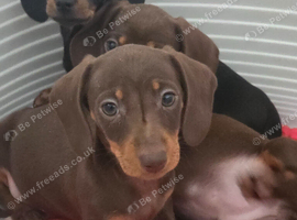 Mini dachshund pups ready now