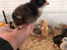 1 Week old Cuckoo Maran chicks