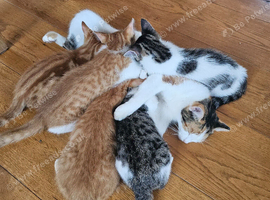 Litter of neutered kittens