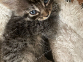 1 Tabby Boy available