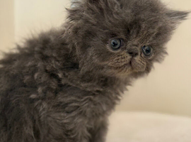 GCCF registered Persian kittens