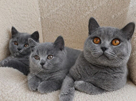 GCCF Registered Kittens