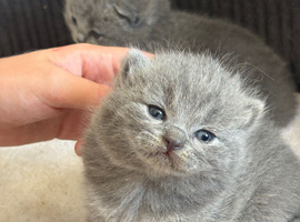 British short hair kittens available soon