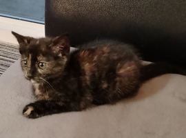 Ready now - tortoise shell girl