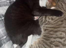 Selling two cats