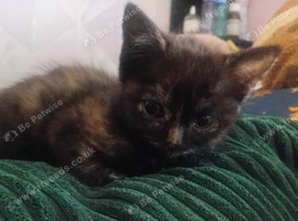Kitten girl for sale