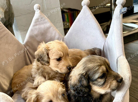 Daxi poo puppies