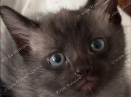 Siamese cross kitten for sale