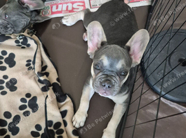 KC Female French Bulldogs