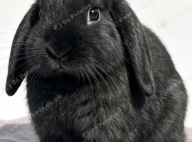 Two boy mini lops looking for new home