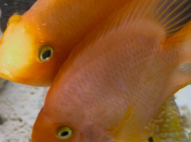 X2 blood orange parrot fish