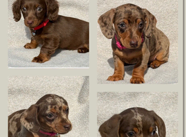 Miniature dachshund puppies