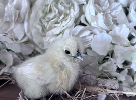 Silkie hatching eggs