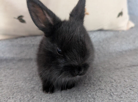 baby rabbits for sale