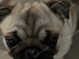 2 Year old pug