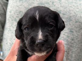 Cocker spaniel patterdale cross