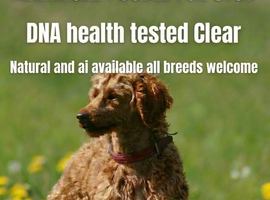 Kc health tested red miniature poodle stud