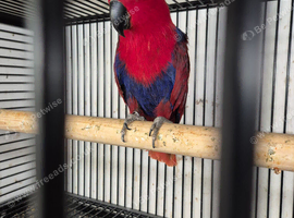 Parrots parakeets doves canarys finches