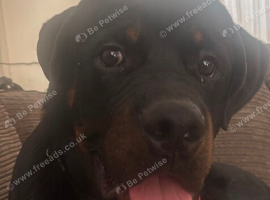 Male Rottweiler