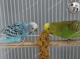 Blue and green budgie