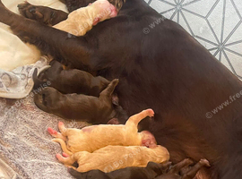 Beautiful Working x Show Cocker Spaniel Puppies &ndash; Home Raised, Ready for Their Forever Homes