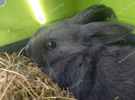 8 week old female baby rabbit with pink double cage and accessories