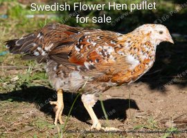 SWEDISH FLOWER HEN - VARIOUS PULLETS - RARE LANDRACE BREED