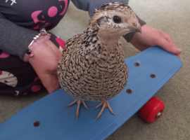 Snowflake Bobwhite Quail - female 'Tiny'