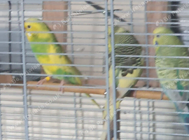 3 budgies 2 male 1 female
