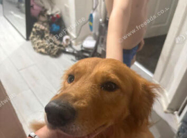 Rehoming my lovely dog