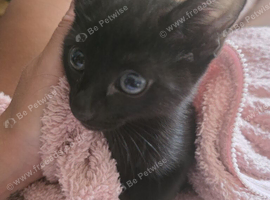2 Gorgeous full black kittens for rehoming