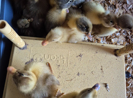 Runner Duckling unsexed