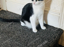 Kitten gorl