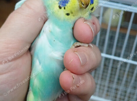 Pair of baby cocks