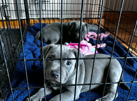 Staff puppies
