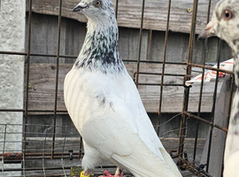 Pakistani highflyers for sale
