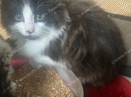 Main coon cross kittens tabby and black