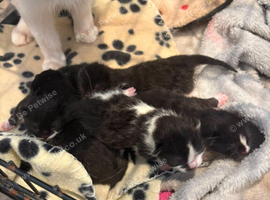 Black and white kittens