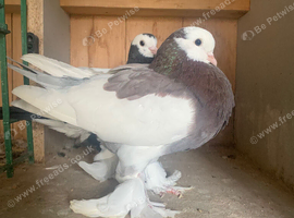 Beautiful pair of tumbler birds