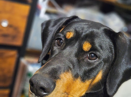 18month old Dobbie x Pointer