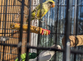pair of love birds with cage