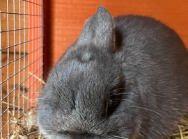 Netherland Dwarf bucks for sale