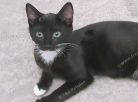 6 month old male