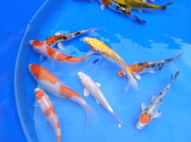 beautiful koi carp