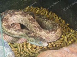 Rat snake